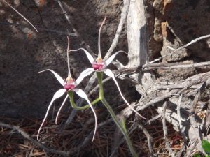 Bibbulmun Walking Track - Orchards