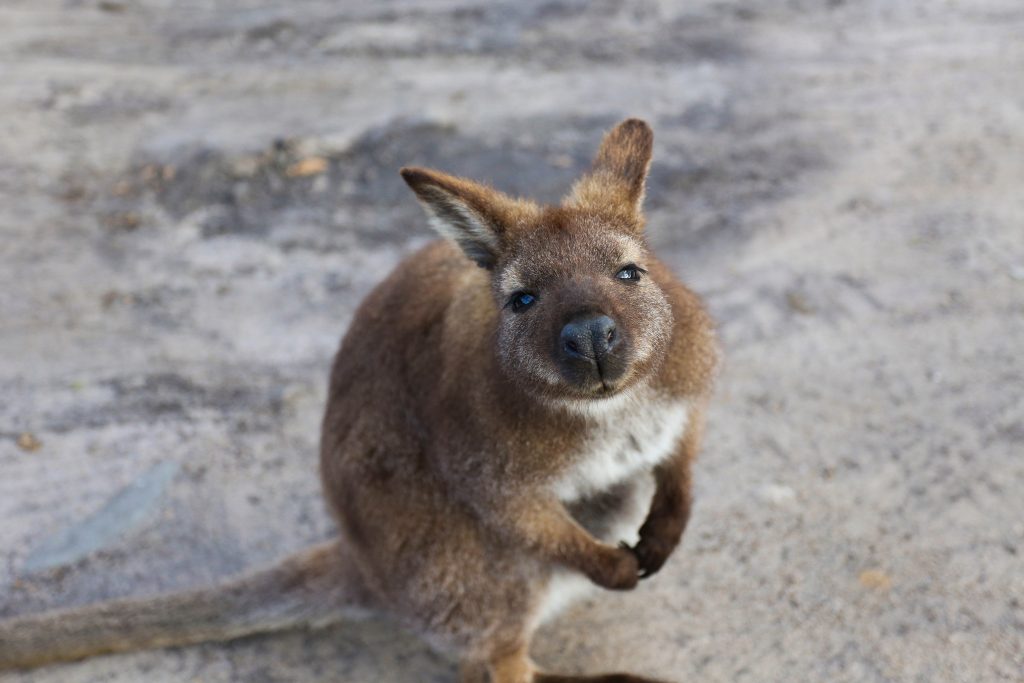 paddymelon | Park Trek
