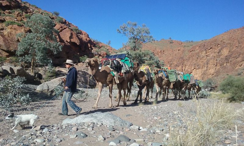 camel train with rocks