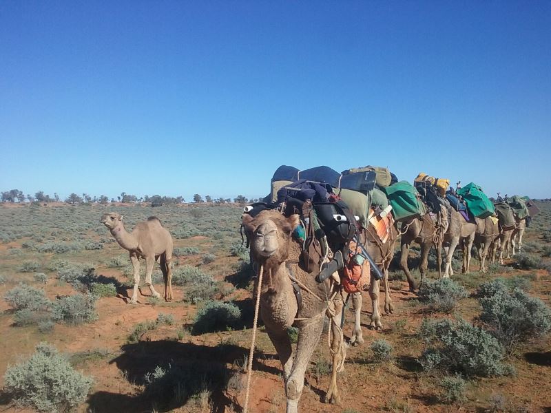 camels walking with packs | Park Trek camels walking with packs