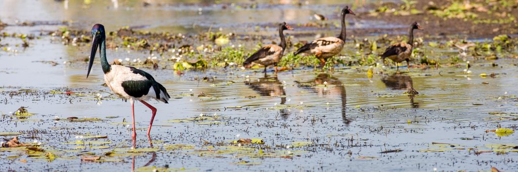 jabiru | Park Trek Amazing bird watching and hiking opportunities in the Top End