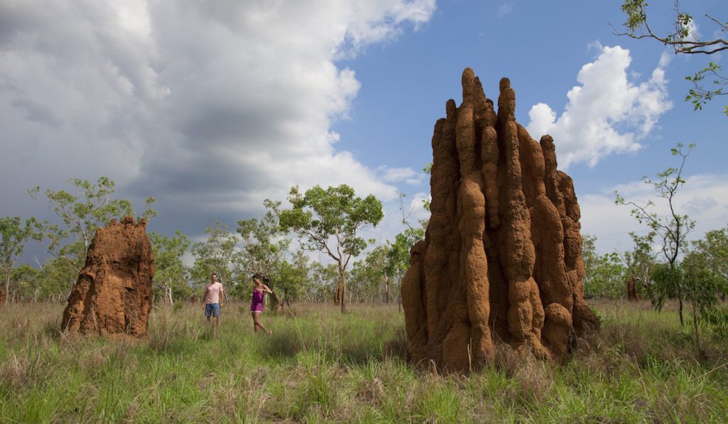 Litchfield magnetic termite mounds | Park Trek