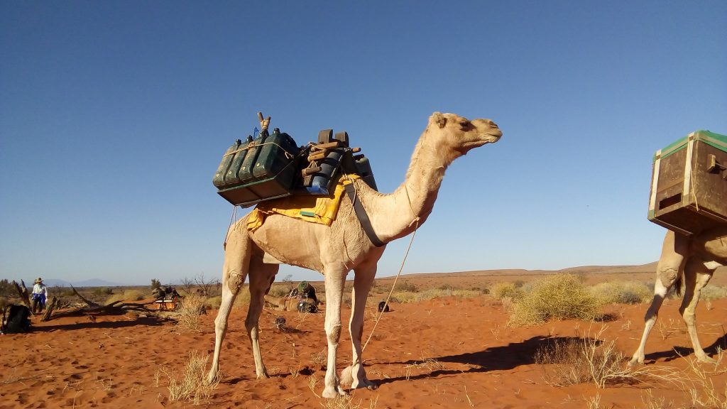 camel - packing up camp | Park Trek