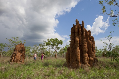 Litchfield-magnetic-termite-mounds-small | Park Trek