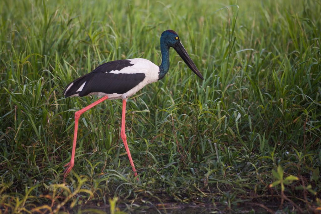 jabiru-body | Park Trek