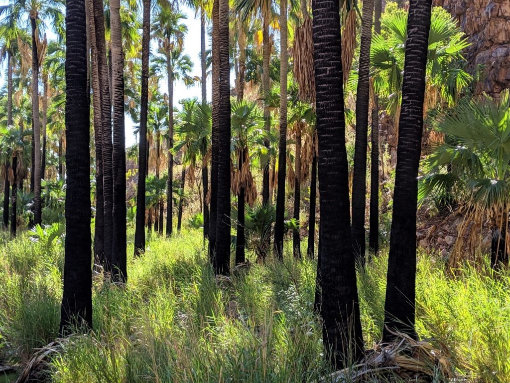 Kimberley_elquestrogorgewalks_palmtrunks_Katriwerner_nocredit | Park Trek