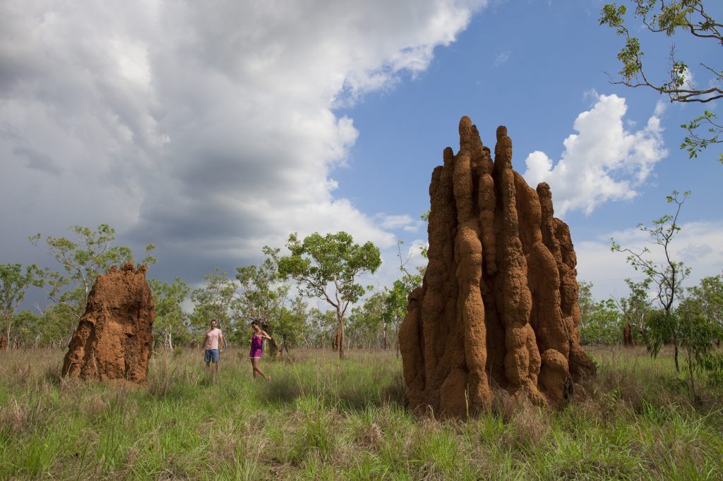 Termite mounds Kakadu | Park Trek