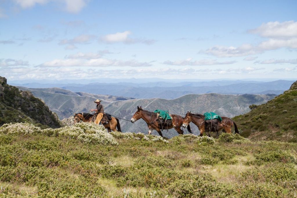 horses-being-led | Park Trek