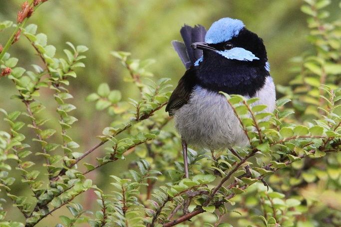 small-Blue-wren | Park Trek