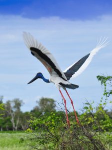 Jabiru | Park Trek