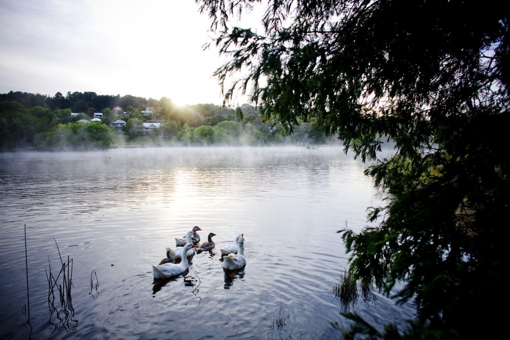 Lake-Daylesford-morning | Park Trek