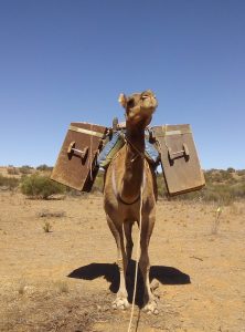 Solo-camel | Park Trek