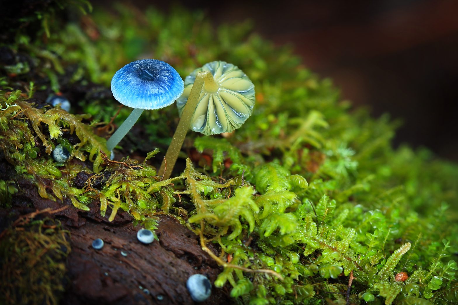128932 | Park Trek Autumn fungi - Tarkine walking tours Tasmania