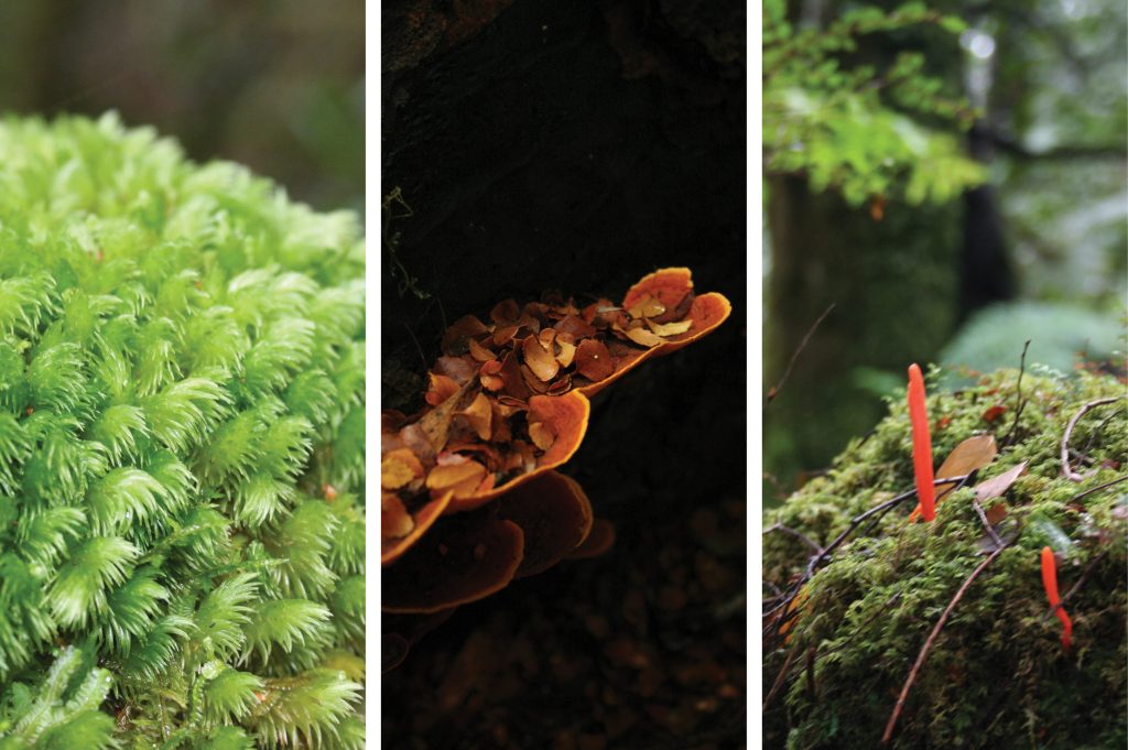 tarkinepic2 | Park Trek fungi - autumn in the tarkine - park trek walking tours Tasmania