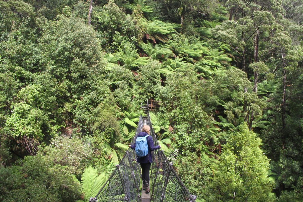 tree-top-walk-1 | Park Trek walkers - autumn in the tarkine - park trek walking tours Tasmania