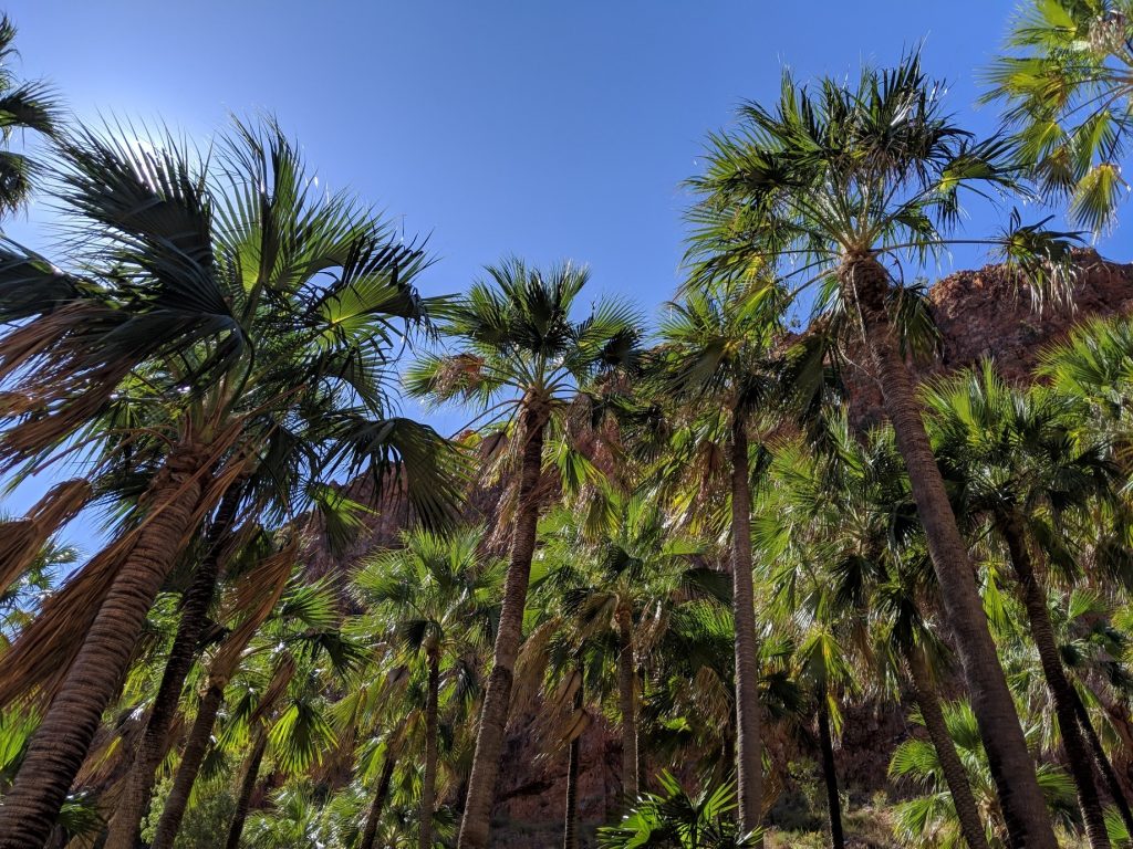 El Questro Gorge - walking tour