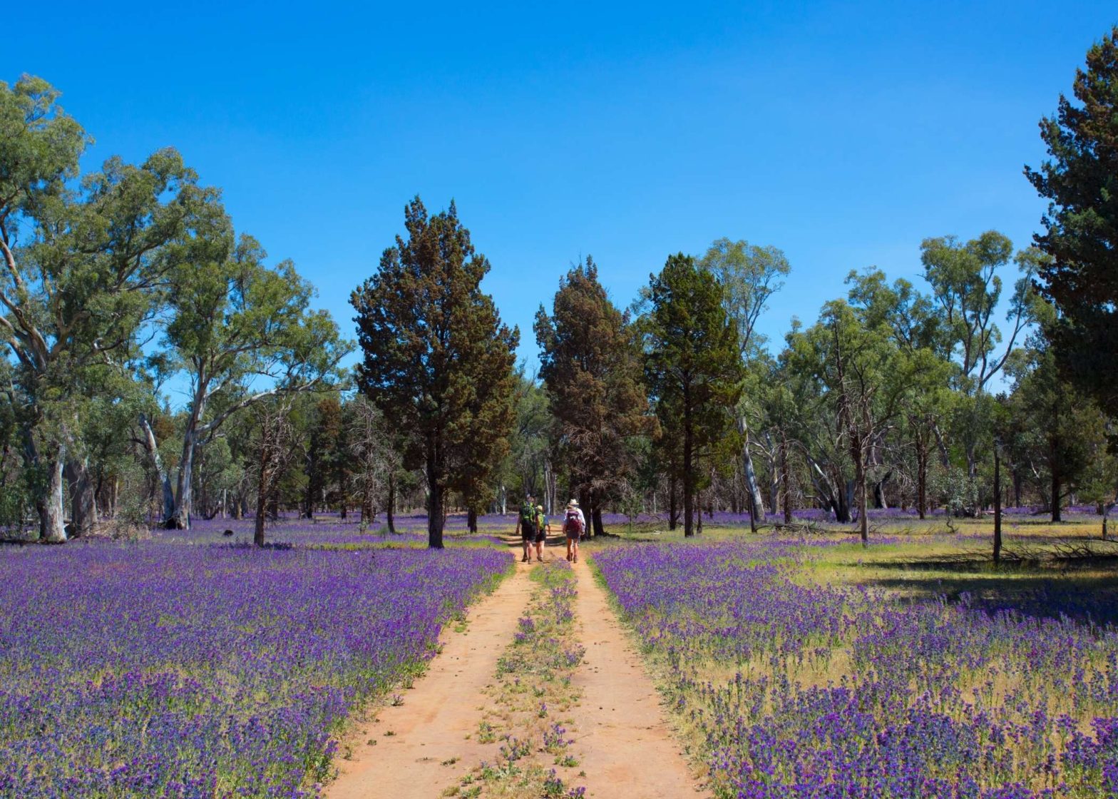 Flinders Ikara 1 (2) | Park Trek Flinders Ranges Private Hiking Tour, Private Walking Holidays Australia