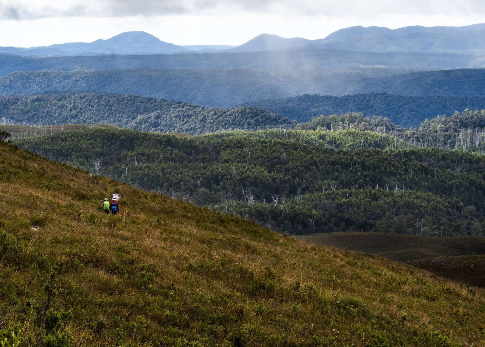 Tarkine 6 | Park Trek Tarkine and Cradle Mountain Walking Holidays, Tassie Walking Company