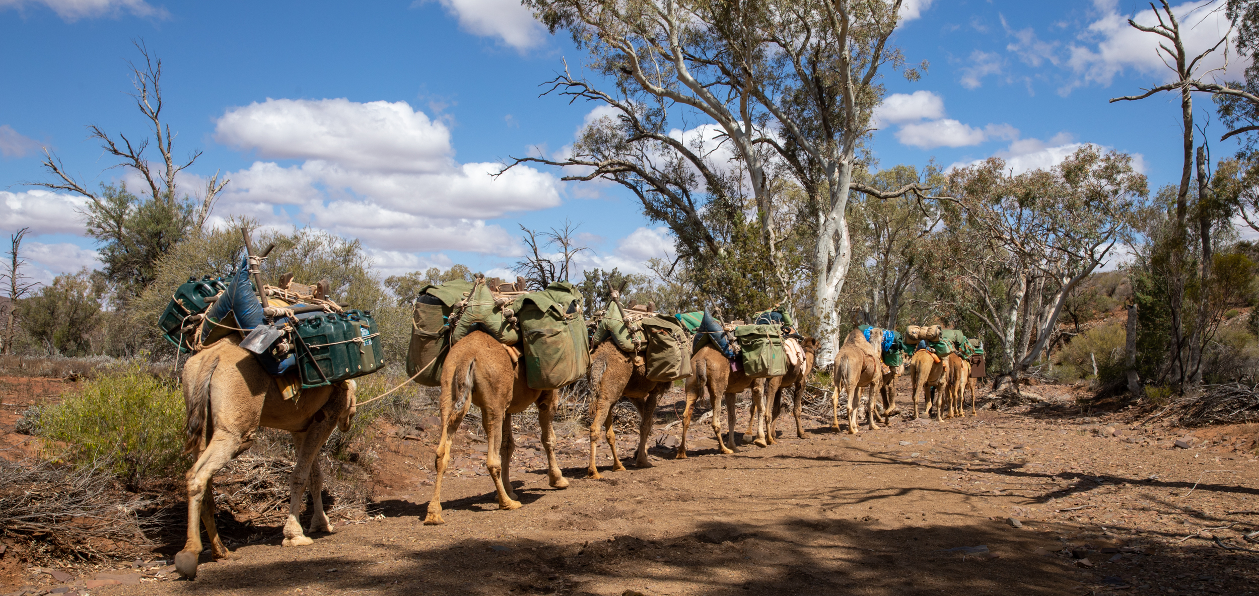 Walking the Flinders with Camels
