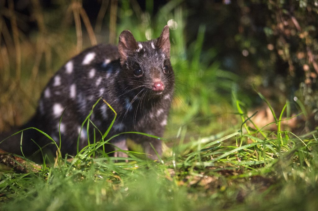 Picture of a wombat found in an Australian forest