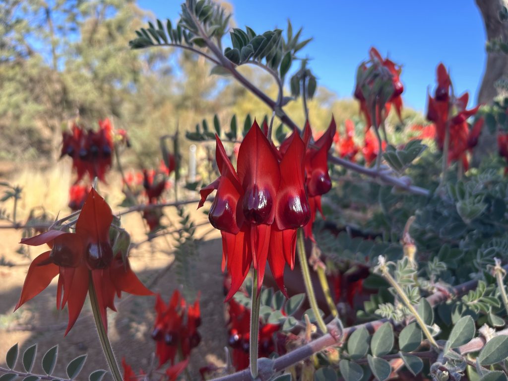 Picture of a bright red flower called Sturt Desert Pea. This is only found in the Flinders range in South Australia