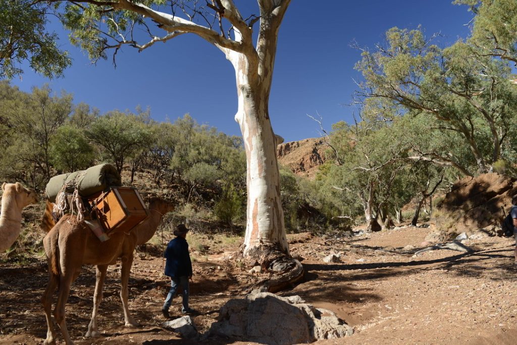 Flinders Ranges with camels