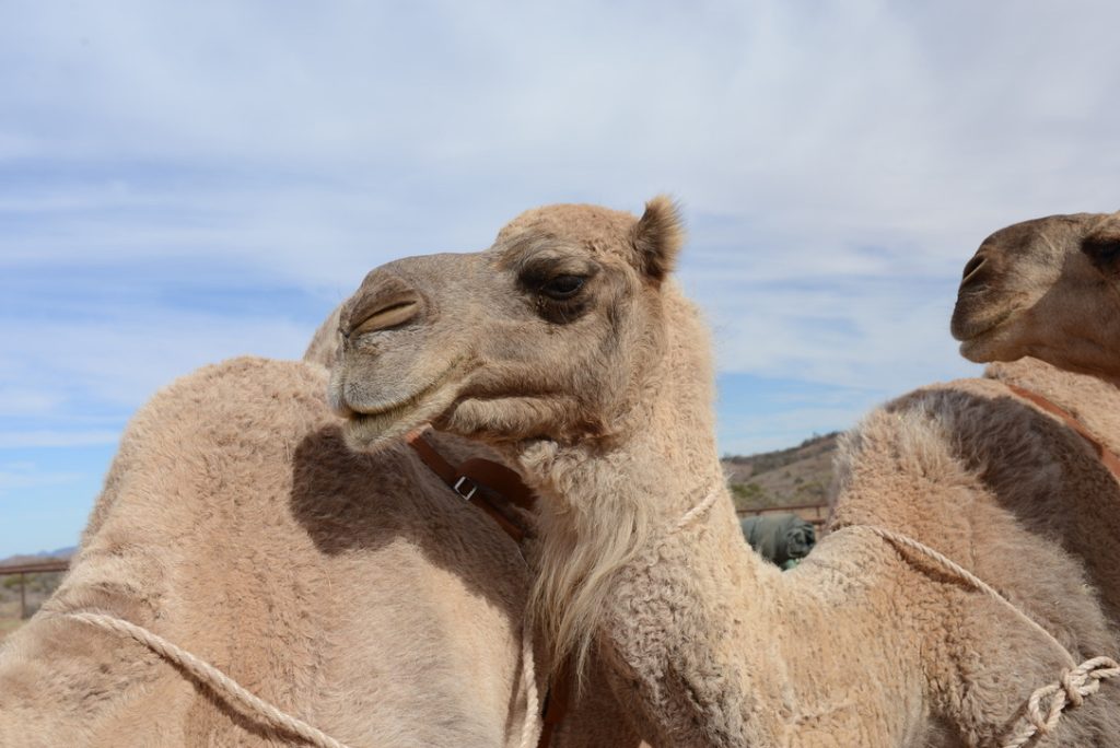 (c)crthompson_fitzroy_australia | Park Trek