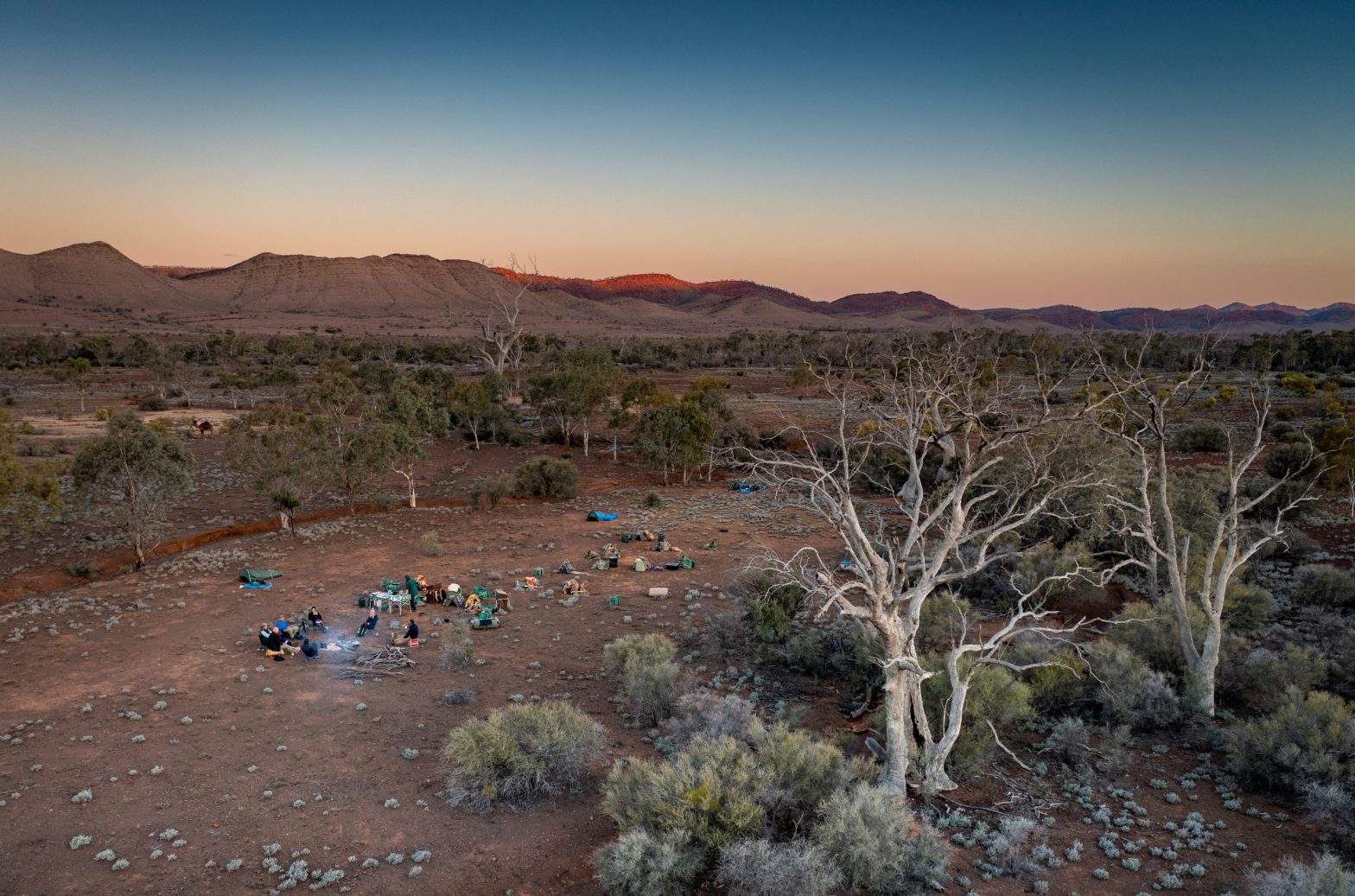 A Very Special Flinders Walk With Camels