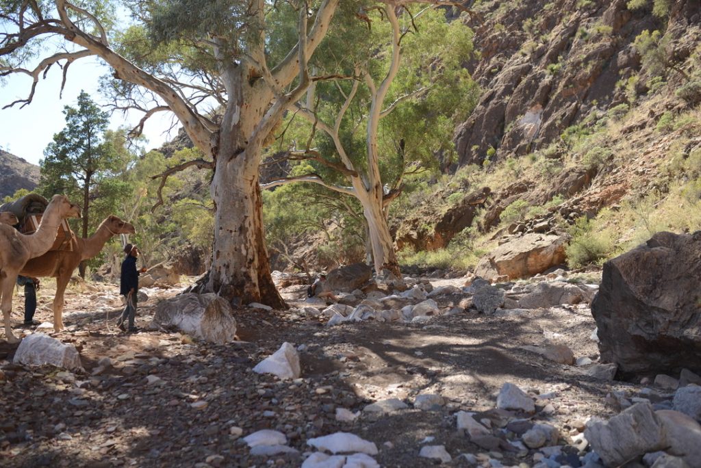Walking With Camels in the Ancient Flinders