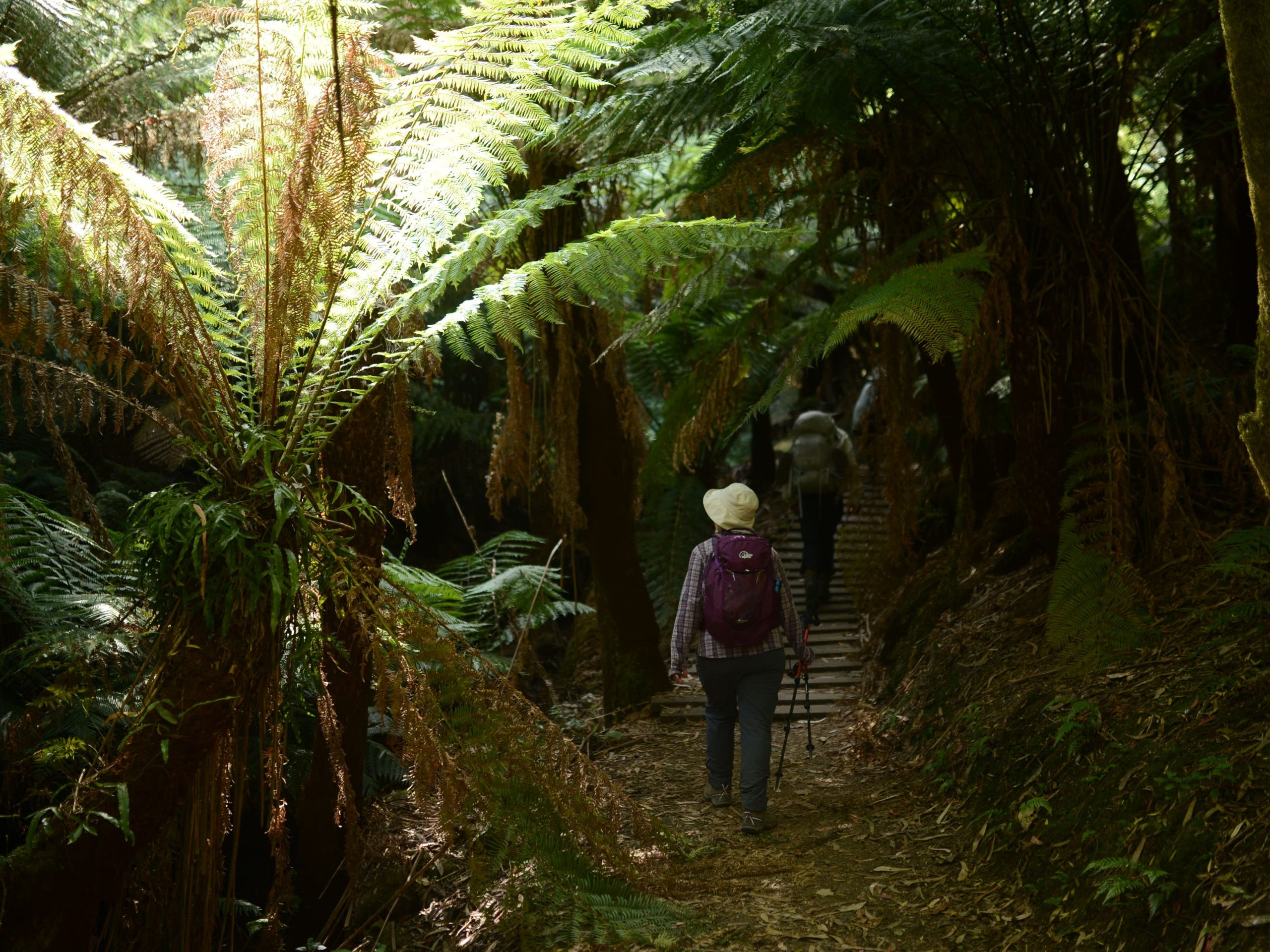 Guest walking through rainforest on Great Ocean Walk