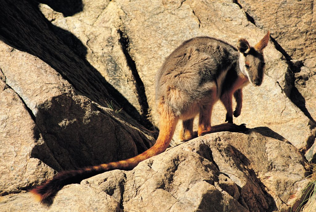 Yellow-Footed Rock-Wallaby Ikara - Flinders Ranges