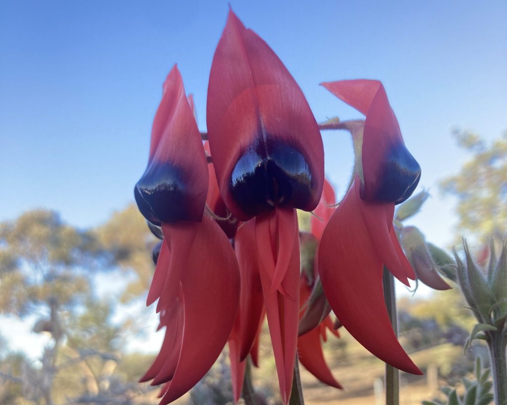 Sturt Desert Pea Ikara Flinders Ranges Walk