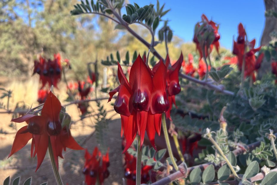 Sturt Desert Pea Ikara - Flinders Ranges Walk