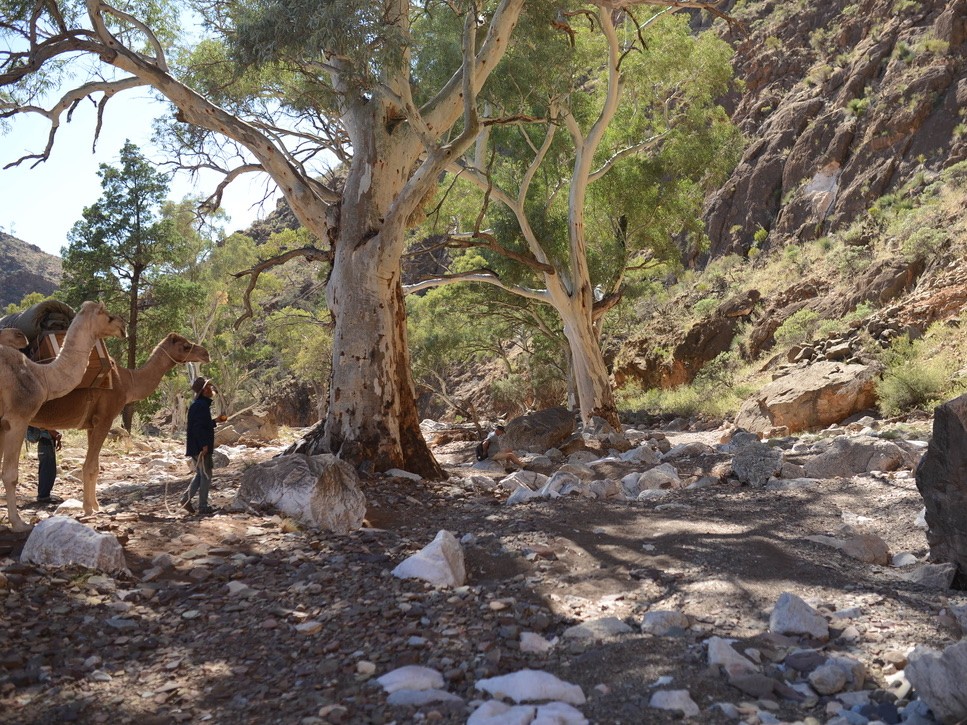 Walk the Northern Flinders Ranges with Camels | Park Trek The Best Guided Walking Holidays in Australia