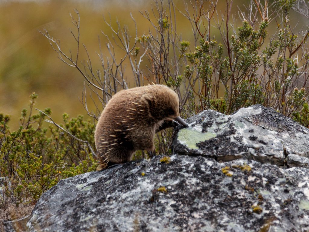 Cradle Mountain Guided Walk  Echidna